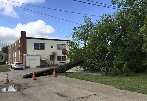 Here is the view looking south of fallen tree.