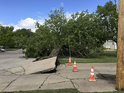 A hackberry tree, falls north of the U.S. Post Office, sometime over the night.