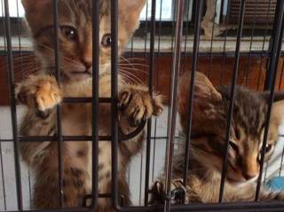 kittens-at-humane-society